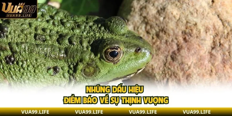 Mơ Thấy Cóc| Giải Mã Ý Nghĩa Điềm Báo Tài Lộc May Mắn 2 Những dấu hiệu điềm báo về sự thịnh vượng