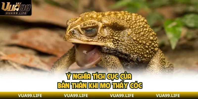 Mơ Thấy Cóc| Giải Mã Ý Nghĩa Điềm Báo Tài Lộc May Mắn 1 Ý nghĩa tích cực của bản thân khi mơ thấy cóc